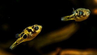 アベニーパファーのカップル