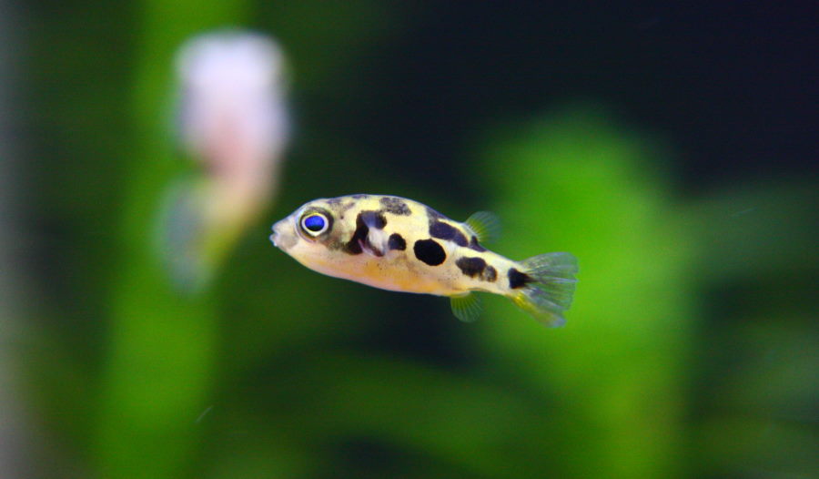 愛らしいアベニーパファー