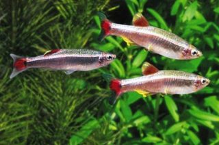 アカヒレのオスとメス