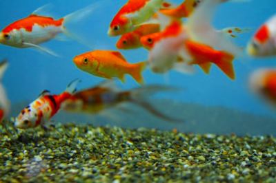 A school of beautiful goldfish