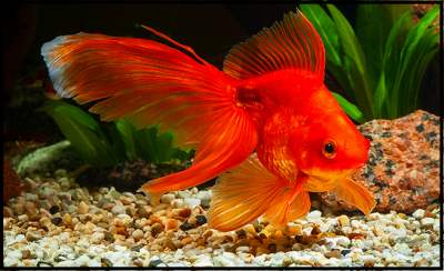 Beautiful Ryukin goldfish