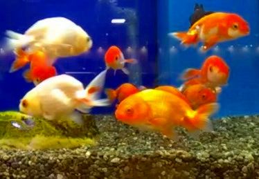 Image of a goldfish with a sideways glance