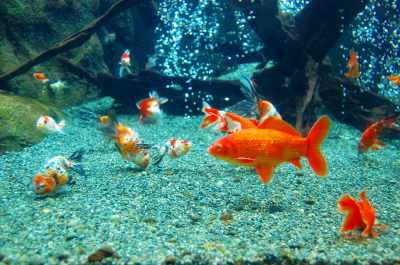 Lots of goldfish