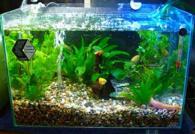 Larger aquarium with fish.