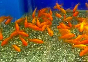 A school of Japanese goldfish swimming in the water