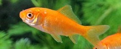 小赤金魚の画像