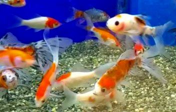 更紗のコメット金魚が泳いでいる画像