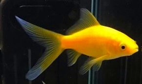 黄色いレモンコメット金魚が泳いでいる画像