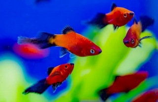 繁殖で増えた、複数のオレンジプラティ